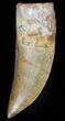 Serrated Carcharodontosaurus Tooth - Large Tooth #63644-1